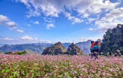 Những điểm chụp hoa tam giác mạch đẹp nhất ở Hà Giang